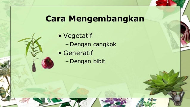 Tanaman Obat Keluarga Tanaman Obat Keluarga