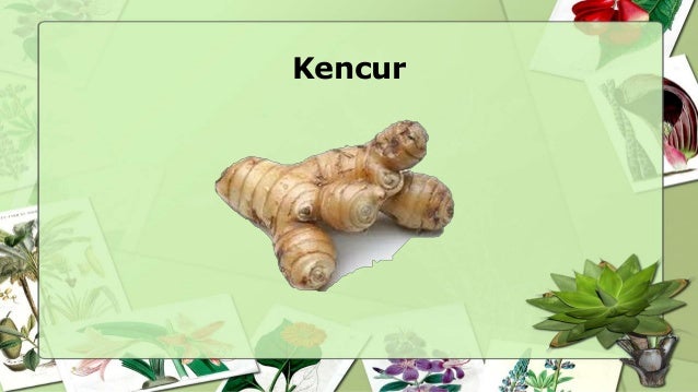  Tanaman Obat Keluarga
