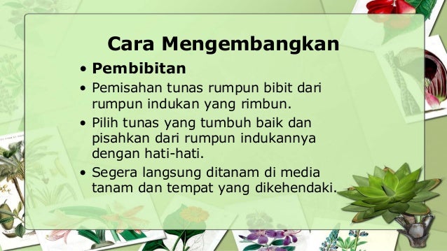 Tanaman Obat Keluarga