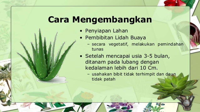  Tanaman  Obat Keluarga