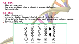 4. D – DNA :
 8 Base pairs are present.
 Rare variant with 8bp per helical turn, form in structure devoid of guanine.
 Right handed helix.
5. Z – DNA :
 12 Base pairs are present.
 Left handed DNA where the double helix winds to the left in a Zing-Zag pattern.
 It is found ahead of the start site of a gene and hence is believed to play some role in gene regulation.
 Diameter 18 Å ( 1.8 nm ).
 Base pair along axis 3.7 Å.
KKR1116 11
 