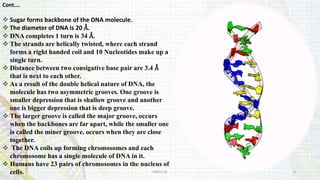 Cont.…
 Sugar forms backbone of the DNA molecule.
 The diameter of DNA is 20 Å.
 DNA completes 1 turn is 34 Å.
 The strands are helically twisted, where each strand
forms a right handed coil and 10 Nucleotides make up a
single turn.
 Distance between two consigative base pair are 3.4 Å
that is next to each other.
 As a result of the double helical nature of DNA, the
molecule has two asymmetric grooves. One groove is
smaller depression that is shallow groove and another
one is bigger depression that is deep groove.
 The larger groove is called the major groove, occurs
when the backbones are far apart, while the smaller one
is called the miner groove, occurs when they are close
together.
 The DNA coils up forming chromosomes and each
chromosome has a single molecule of DNA in it.
 Humans have 23 pairs of chromosomes in the nucleus of
cells. KKR1116 6
 