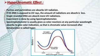 Hyperchromatic Effect :
o Purines and pyrimidines are absorbs UV radiation.
o If DS DNA is exposed to UV rays, the amount...