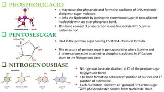  PHOSPHORICACID
 It may occur also phosphate and forms the backbone of DNA molecule
along with sugar molecule.
 It link...