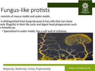 Comprehensive Overview of Kingdom Monera and Protista: Characteristics ...