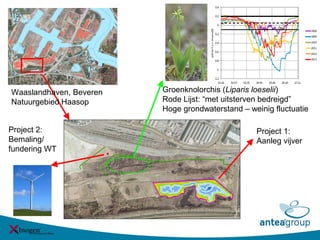 Groenknolorchis (Liparis loeselii)
Rode Lijst: “met uitsterven bedreigd”
Hoge grondwaterstand – weinig fluctuatie
Waaslandhaven, Beveren
Natuurgebied Haasop
Project 1:
Aanleg vijver
Project 2:
Bemaling/
fundering WT
 