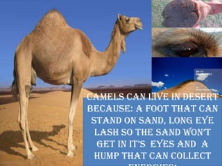 Camels can live in desert
because: a foot that can
 stand on sand, long eye
  lash so the sand won’t
  get in it’s eyes and a
  hump that can collect
 