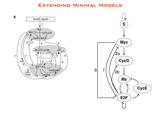 Extending Minimal Models
S
Myc
CycD
Rb
E2F
CycE
2a
2b8 7
 