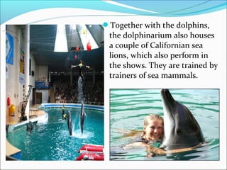 Together with the dolphins,
 the dolphinarium also houses
 a couple of Californian sea
 lions, which also perform in
 the shows. They are trained by
 trainers of sea mammals.
 