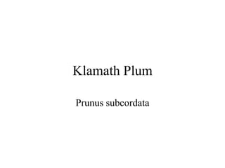 Klamath Plum 
Prunus subcordata 
 