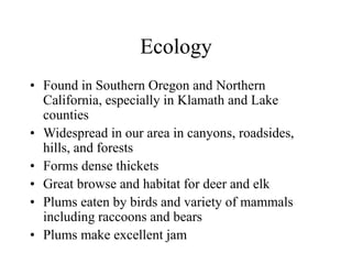 Ecology 
• Found in Southern Oregon and Northern 
California, especially in Klamath and Lake 
counties 
• Widespread in our area in canyons, roadsides, 
hills, and forests 
• Forms dense thickets 
• Great browse and habitat for deer and elk 
• Plums eaten by birds and variety of mammals 
including raccoons and bears 
• Plums make excellent jam 
 