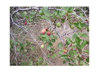Klamath plum