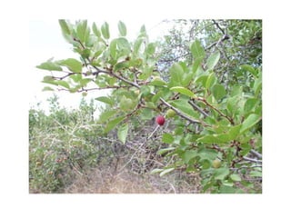 Klamath plum