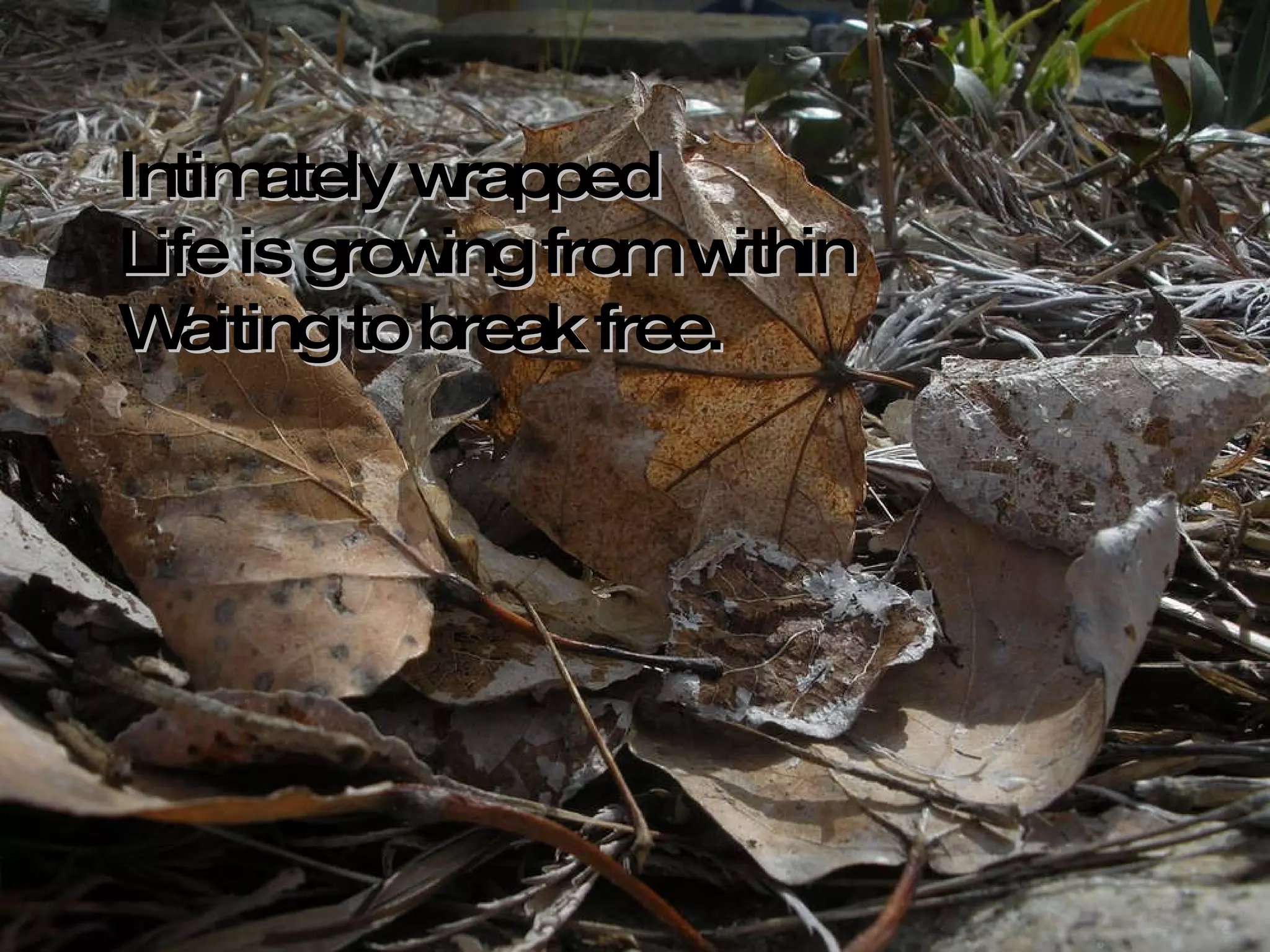 Intimately wrapped Life is growing from within Waiting to break free. 