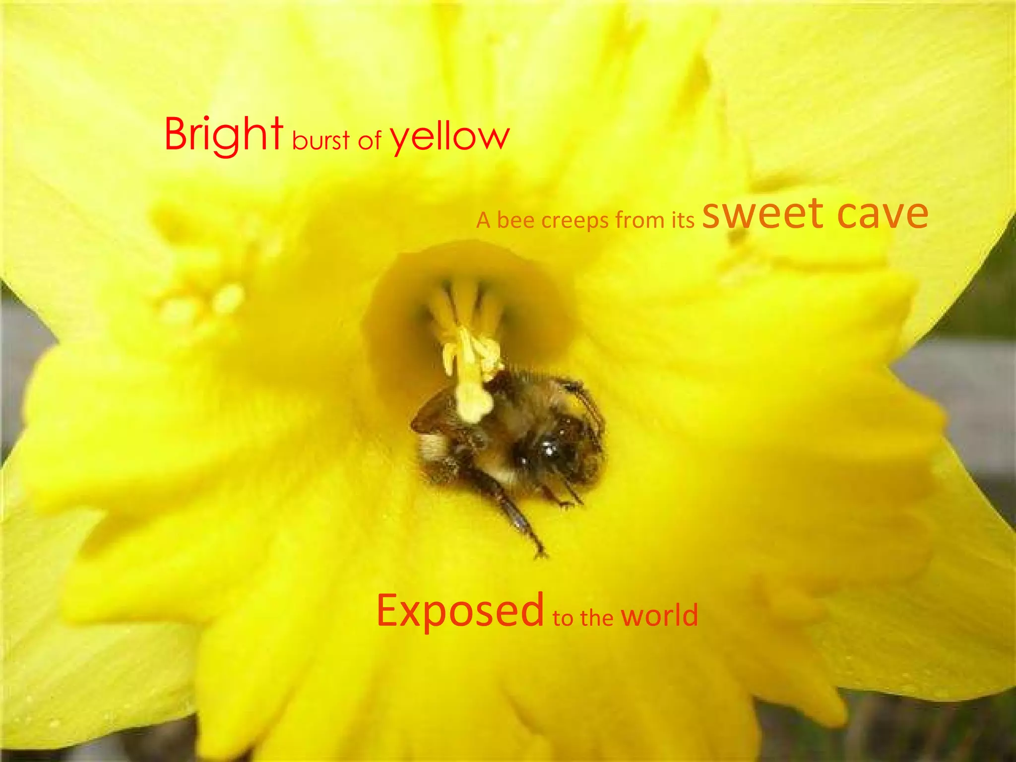 Bright  burst of  yellow A bee creeps from its  sweet cave Exposed  to the  world 