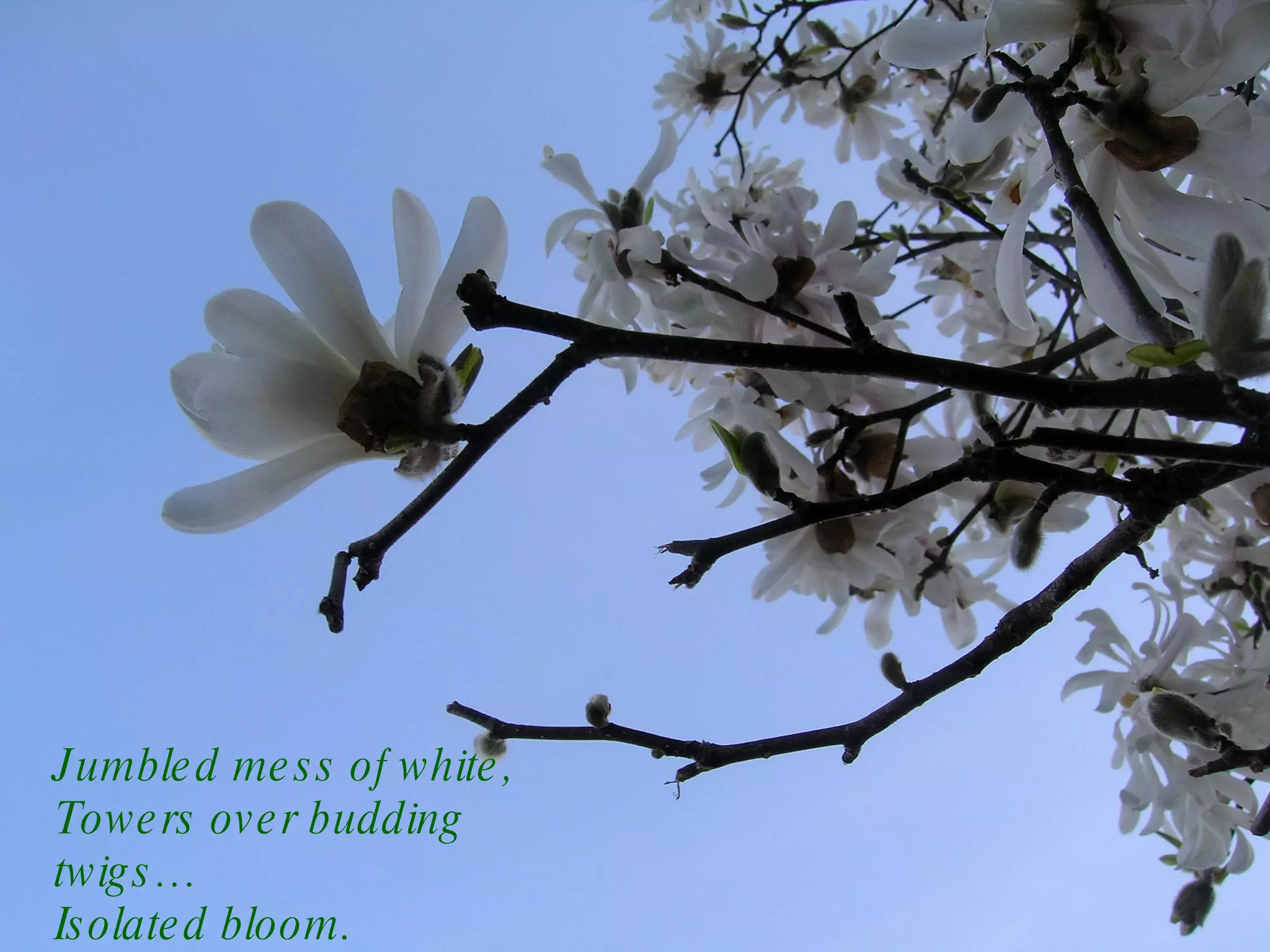 Jumbled mess of white, Towers over budding twigs… Isolated bloom. 