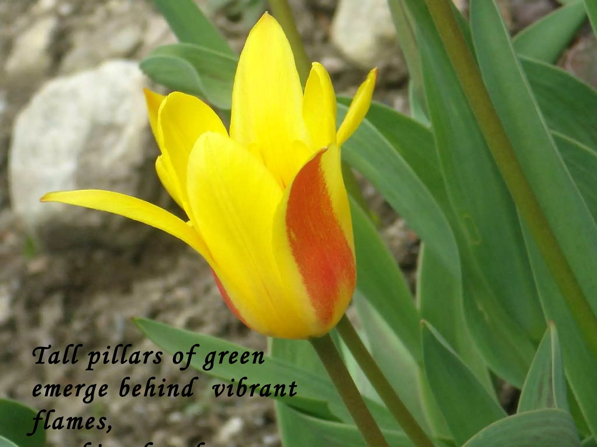 Tall pillars of green emerge behind  vibrant flames, reaching for the sun. 