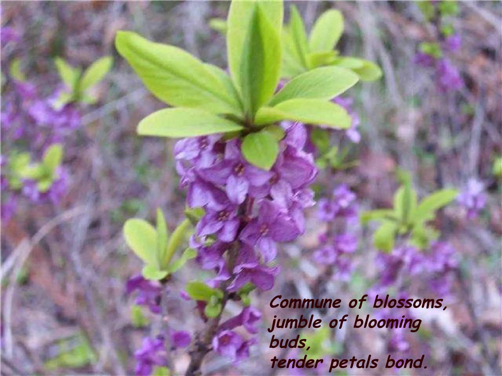 Commune of blossoms, jumble of blooming buds, tender petals bond. 