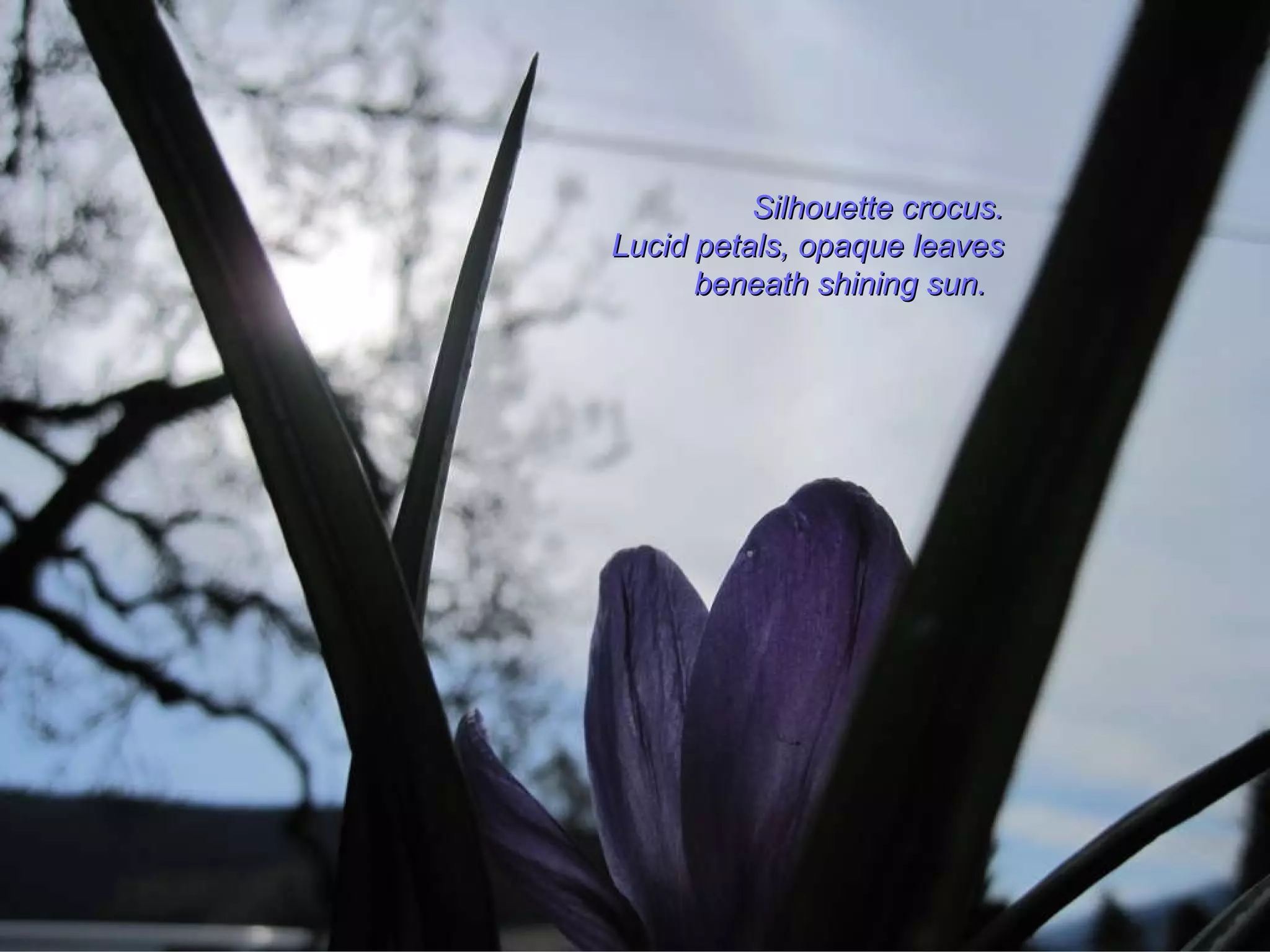 Silhouette crocus. Lucid petals, opaque leaves beneath shining sun.  