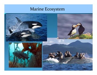 Marine Ecosystem
 