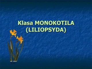 Klasa MONOKOTILA (LILIOPSYDA) 