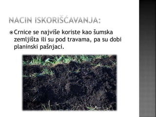  Crnice se najviše koriste kao šumska
zemljišta ili su pod travama, pa su dobi
planinski pašnjaci.
 