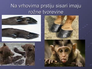 Na vrhovima prstiju sisari imajuNa vrhovima prstiju sisari imaju
rožne tvorevinerožne tvorevine
 