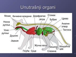 Unutrašnji organiUnutrašnji organi
 
