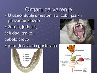 Organi za varenjeOrgani za varenje
U usnoj duplji smešteni su: zubi, jezik iU usnoj duplji smešteni su: zubi, jezik i
pljuvačne žlezdepljuvačne žlezde
ždrelo, jednjak,ždrelo, jednjak,
želudac, tanko iželudac, tanko i
debelo crevodebelo crevo
jetra (luči žuč) i gušteračajetra (luči žuč) i gušterača
 