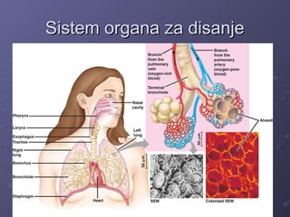 Sistem organa za disanjeSistem organa za disanje
 