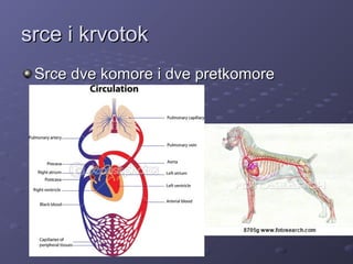 srce i krvotoksrce i krvotok
Srce dve komore i dve pretkomoreSrce dve komore i dve pretkomore
 