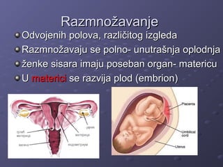 RazmnožavanjeRazmnožavanje
Odvojenih polova, različitog izgledaOdvojenih polova, različitog izgleda
Razmnožavaju se polno- unutrašnja oplodnjaRazmnožavaju se polno- unutrašnja oplodnja
ženke sisara imaju poseban organ- matericuženke sisara imaju poseban organ- matericu
UU matericimaterici se razvija plod (embrion)se razvija plod (embrion)
 