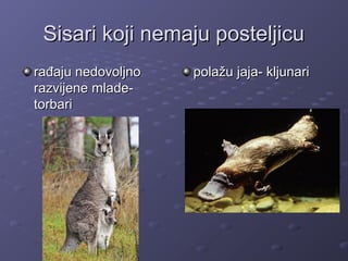 Sisari koji nemaju posteljicuSisari koji nemaju posteljicu
rađaju nedovoljnorađaju nedovoljno
razvijene mlade-razvijene mlade-
torbaritorbari
polažu jaja- kljunaripolažu jaja- kljunari
 