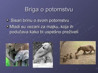 Briga o potomstvuBriga o potomstvu
Sisari brinu o svom potomstvuSisari brinu o svom potomstvu
Mladi su vezani za majku, koja ihMladi su vezani za majku, koja ih
podučava kako bi uspešno preživelipodučava kako bi uspešno preživeli
 