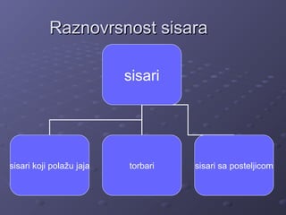 Raznovrsnost sisaraRaznovrsnost sisara
sisari
sisari koji polažu jaja torbari sisari sa posteljicom
 