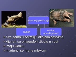 žive samo u Astraliji i okolnim ostrvimažive samo u Astraliji i okolnim ostrvima
kljunari su prilagođeni životu u vodikljunari su prilagođeni životu u vodi
imaju kloakuimaju kloaku
mladunci se hrane mlekommladunci se hrane mlekom
sisari koji polažu jaja
kljunari
ehidne
(mravlji ježevi)
 