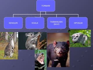 TORBARI
KENGURI
TASMANIJSKI
ĐAVO
OPOSUMKOALE
 