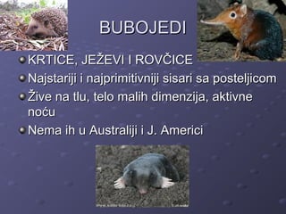 BUBOJEDIBUBOJEDI
KRTICE, JEŽEVI I ROVČICEKRTICE, JEŽEVI I ROVČICE
Najstariji i najprimitivniji sisari sa posteljicomNajstariji i najprimitivniji sisari sa posteljicom
Žive na tlu, telo malih dimenzija, aktivneŽive na tlu, telo malih dimenzija, aktivne
noćunoću
Nema ih u Australiji i J. AmericiNema ih u Australiji i J. Americi
 