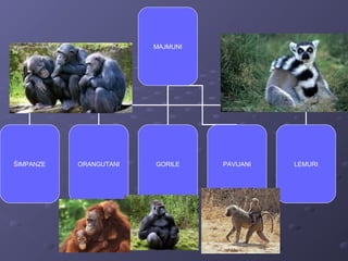 MAJMUNI
ŠIMPANZE ORANGUTANI GORILE LEMURIPAVIJANI
 