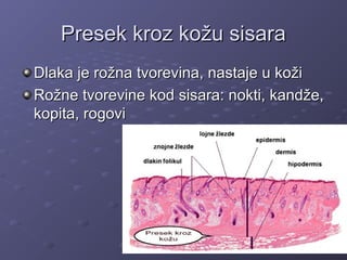 Presek kroz kožu sisaraPresek kroz kožu sisara
Dlaka je rožna tvorevina, nastaje u kožiDlaka je rožna tvorevina, nastaje u koži
Rožne tvorevine kod sisara: nokti, kandže,Rožne tvorevine kod sisara: nokti, kandže,
kopita, rogovikopita, rogovi
 