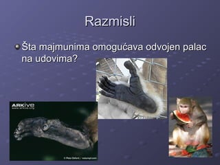 RazmisliRazmisli
Šta majmunima omogućava odvojen palacŠta majmunima omogućava odvojen palac
na udovima?na udovima?
 