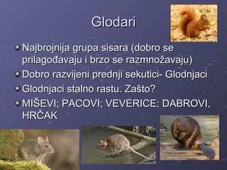 GlodariGlodari
Najbrojnija grupa sisara (dobro seNajbrojnija grupa sisara (dobro se
prilagođavaju i brzo se razmnožavaju)prilagođavaju i brzo se razmnožavaju)
Dobro razvijeni prednji sekutici- GlodnjaciDobro razvijeni prednji sekutici- Glodnjaci
Glodnjaci stalno rastu. Zašto?Glodnjaci stalno rastu. Zašto?
MIŠEVI; PACOVI; VEVERICE; DABROVI,MIŠEVI; PACOVI; VEVERICE; DABROVI,
HRČAKHRČAK
 