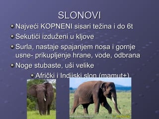 SLONOVISLONOVI
Najveći KOPNENI sisari težina i do 6tNajveći KOPNENI sisari težina i do 6t
Sekutići izduženi u kljoveSekutići izduženi u kljove
Surla, nastaje spajanjem nosa i gornjeSurla, nastaje spajanjem nosa i gornje
usne- prikupljenje hrane, vode, odbranausne- prikupljenje hrane, vode, odbrana
Noge stubaste, uši velikeNoge stubaste, uši velike
Afrički i Indijski slon (mamut+)Afrički i Indijski slon (mamut+)
 