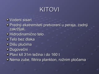 KITOVIKITOVI
Vodeni sisariVodeni sisari
Prednji ekstremiteti pretvoreni u peraja, zadnjiPrednji ekstremiteti pretvoreni u peraja, zadnji
zakržljali,zakržljali,
Hidrodinamično teloHidrodinamično telo
Telo bez dlakaTelo bez dlaka
Dišu plućimaDišu plućima
DugovečniDugovečni
Plavi kit 31m težina i do 160 tPlavi kit 31m težina i do 160 t
Nema zube, filtrira plankton, rožnim pločamaNema zube, filtrira plankton, rožnim pločama
 