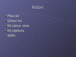 KitoviKitovi
Plavi kitPlavi kit
Grbavi kitGrbavi kit
Kit ubica- orkaKit ubica- orka
Kit ulješuraKit ulješura
delfindelfin
 