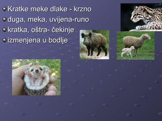 Kratke meke dlake - krznoKratke meke dlake - krzno
duga, meka, uvijena-runoduga, meka, uvijena-runo
kratka, oštra- čekinjekratka, oštra- čekinje
izmenjena u bodljeizmenjena u bodlje
 