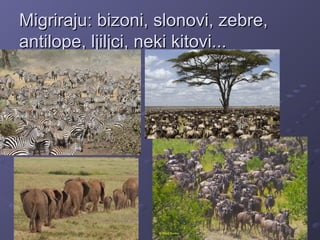 Migriraju: bizoni, slonovi, zebre,Migriraju: bizoni, slonovi, zebre,
antilope, ljiljci, neki kitovi...antilope, ljiljci, neki kitovi...
 