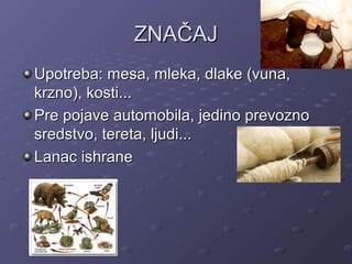 ZNAČAJZNAČAJ
Upotreba: mesa, mleka, dlake (vuna,Upotreba: mesa, mleka, dlake (vuna,
krzno), kosti...krzno), kosti...
Pre pojave automobila, jedino prevoznoPre pojave automobila, jedino prevozno
sredstvo, tereta, ljudi...sredstvo, tereta, ljudi...
Lanac ishraneLanac ishrane
 