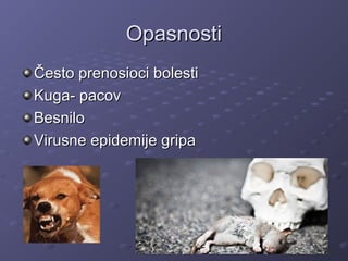 OpasnostiOpasnosti
Često prenosioci bolestiČesto prenosioci bolesti
Kuga- pacovKuga- pacov
BesniloBesnilo
Virusne epidemije gripaVirusne epidemije gripa
 