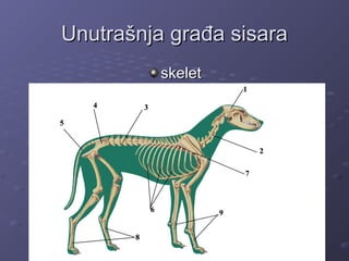 UnutrašUnutrašnjanja građa sisaragrađa sisara
skeletskelet
 